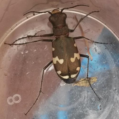 Réf. 185 118 : Cicindela sylvicola